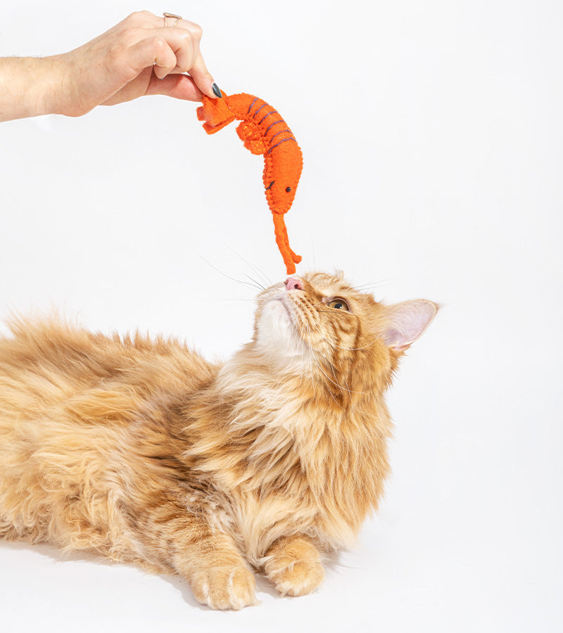 Jouet gourmand pour chats