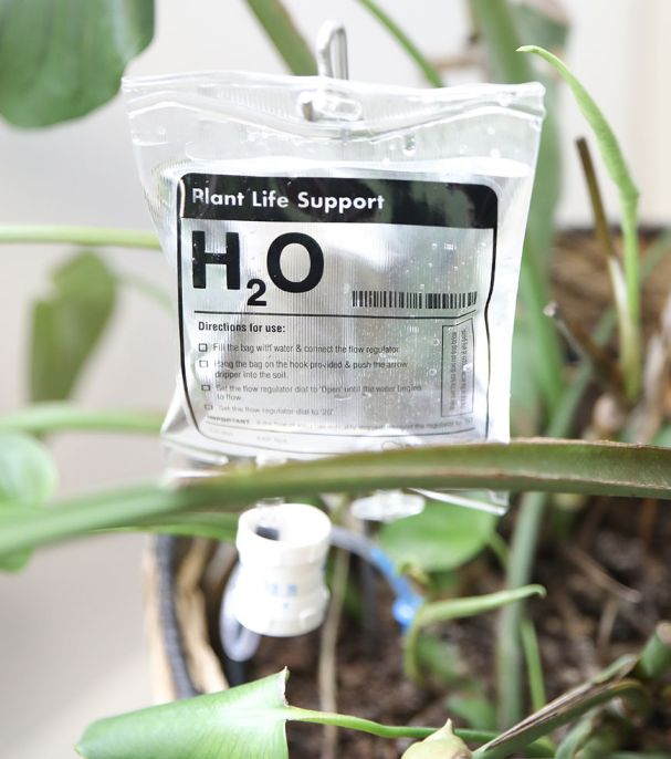 Perfusion H20 pour plantes