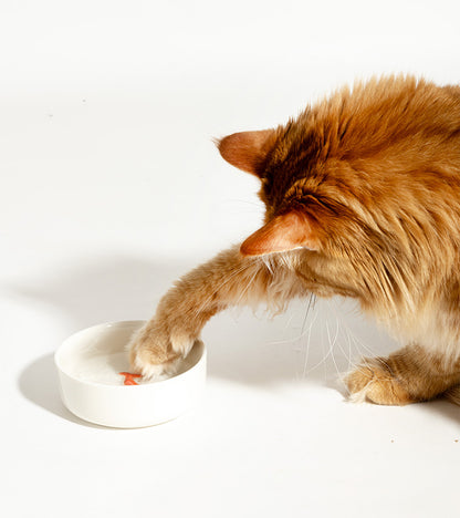 Gamelle leurre poisson pour chats  suck uk