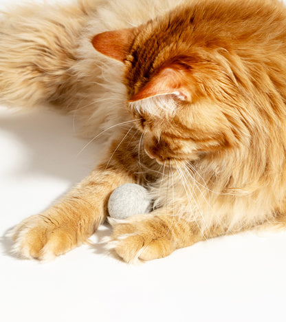 Balle interactive pour chats