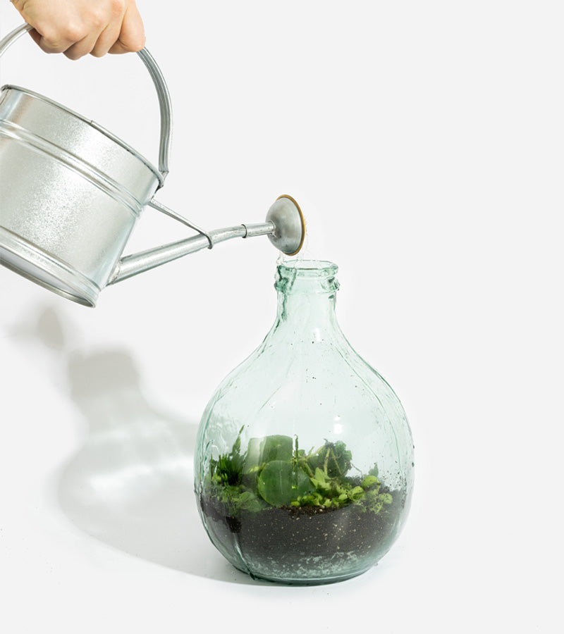 DIY pour créer votre terrarium de plantes 5 litres