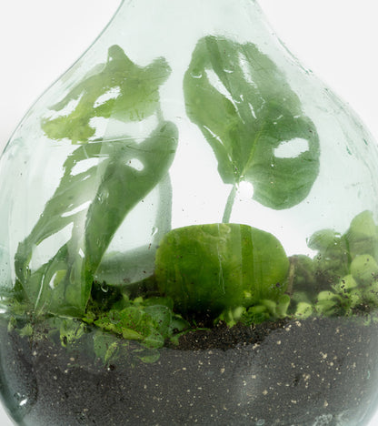 DIY pour créer votre terrarium de plantes 5 litres