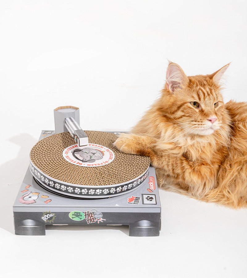 Griffoir DJ set pour chats