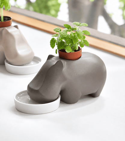 Plante à faire pousser hippopotame Hippoplant