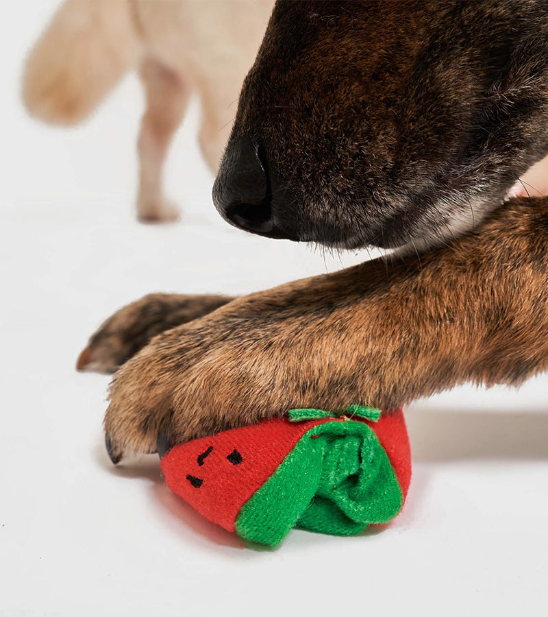 Jouet à tirer pour chiens : Tomates cerises