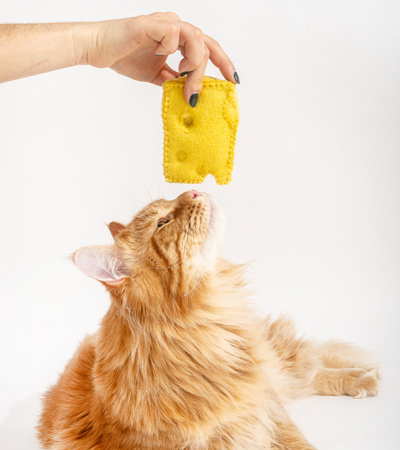 Jouet gourmand pour chats