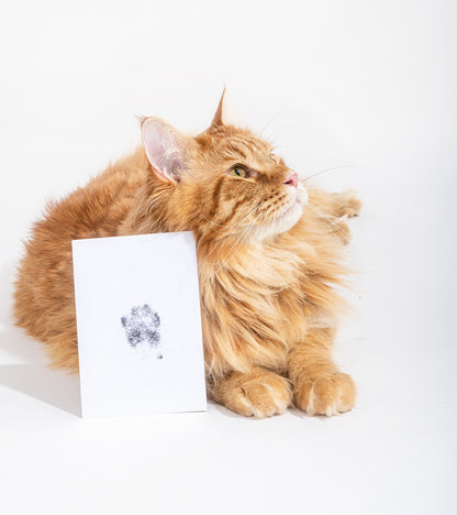 Kit d'empreintes pour chiens et chats  Badogshop