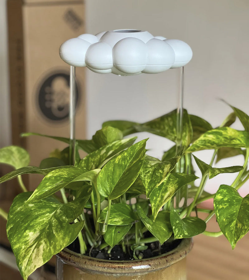 Nuage de pluie pour plantes, arrosage automatique. – L'avant gardiste