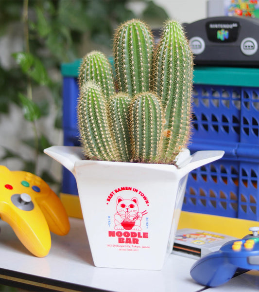 Pot à plantes Ramen