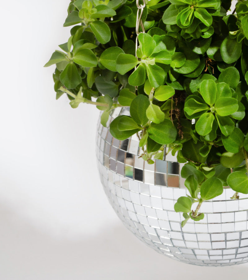 Pot de plantes disco boule à facettes – L'avant gardiste