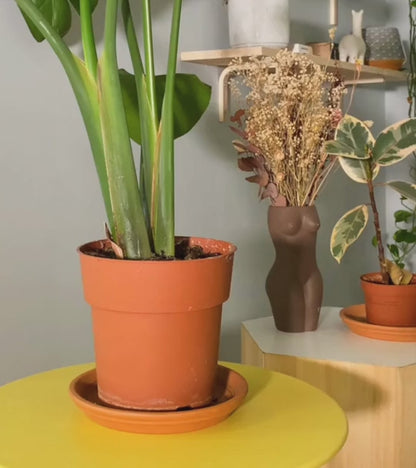 Gnome Terracotta irrigateur de plantes