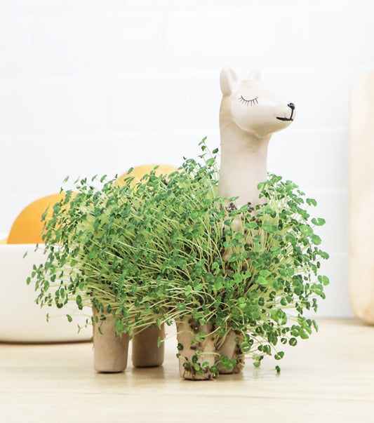 Kit de plantation pour bonsaï – L'avant gardiste